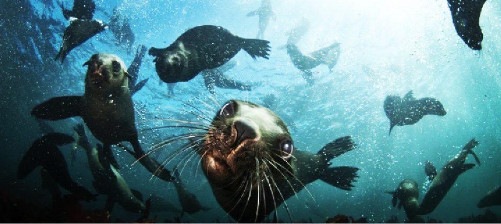 More cases of rabies on Cape Fur Seals reported - Earthnews365