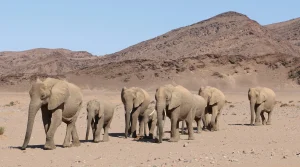 Namibia has submitted 3 proposals to sell rhino horns and elephant ivory