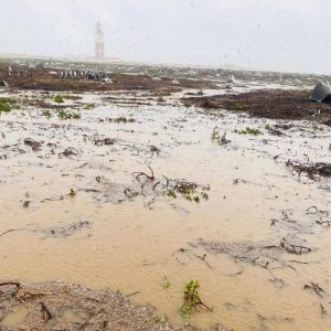 Floods washed away nests, leaving chicks without shelter on Bird Island