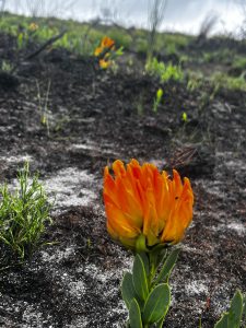 Underground Fynbos blossoms after December’s devastating wildfires 