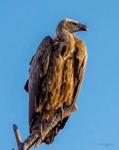 Farmer pleaded guilty to poisoning 10 White-backed Vultures, near Lephalale 