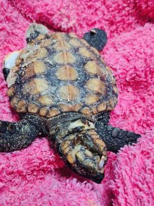 Reminder not to return turtle hatchlings to the ocean