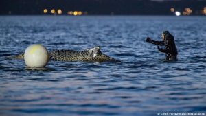 Stranded humpback whale off Germany to be towed to North Sea