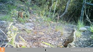 Tambourine dove, among wildlife snapped by hidden cameras at the Gouritz Reserve