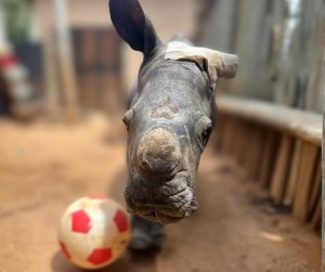 Wilson the rhino calf, succumbed to injuries