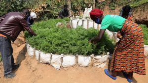The World Bank unpacks 5 lessons from locally led climate action