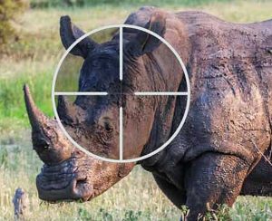 5 rhino poaching suspects gunned down in Hluhluwe 