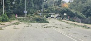 Multiple trees obstructing roads, following severe winds
