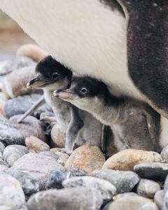 Gentoo penguin twins born at Edinburgh Zoo