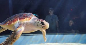 Kai the juvenile Loggerhead Turtle returns home