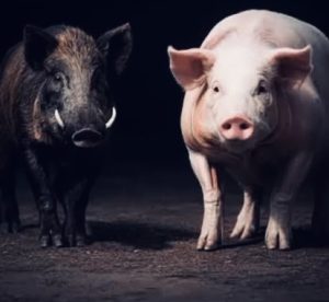 African Swine Fever outbreak in Grogro, Eastern Cape 