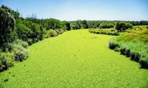 Water hyacinth takes over nearly half of Bospoort and Vaalkop dams