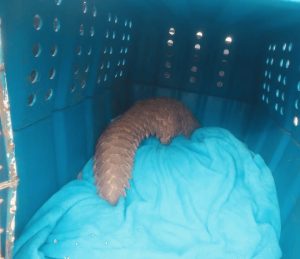Four arrested for trying to sell a pangolin for R80K