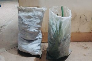 21-year old arrested with a bag full of endangered plants