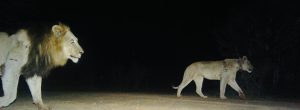MTPA confirms recapture of 2 lions