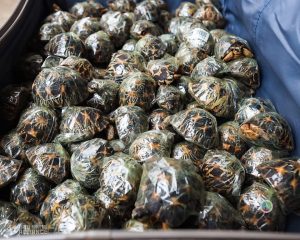 1000 tortoises confiscated in 6 cases in Madagascar 
