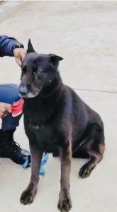 Floppy the Patrol dog has died