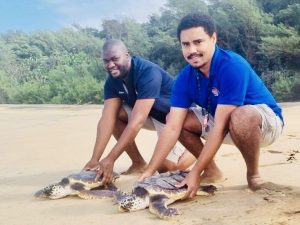 Five Loggerhead Turtles released back to the ocean