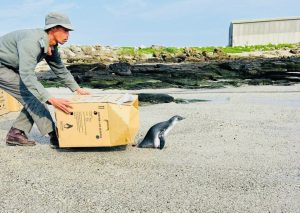 Benny, the African Penguin released to sea in a group