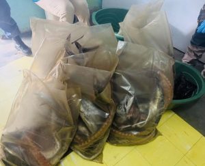 Five arrested for unlawful possession of four quails and springbok 