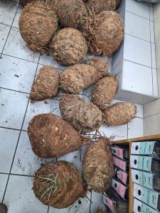 Suspect nabbed for possession of protected cycads