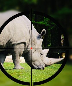 Injured poacher arrested, but three of his partners in crime fled the scene