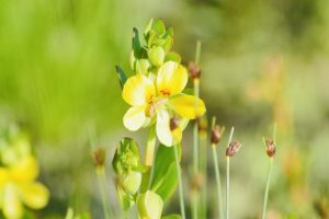 Rise of the fynbos