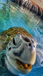 Finley’s ocean safari continues