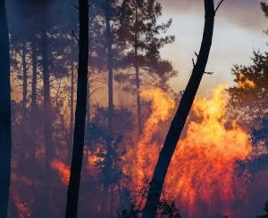 Spain issues emergency alert over wildfires 