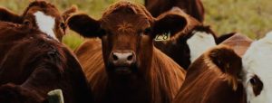 “Stop buying cattle from people that you know are not farmers”