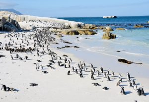 SA visitor numbers up, despite ongoing pressure