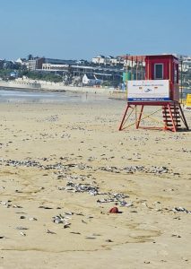 School of sardines washed out at various beaches in Gqeberha