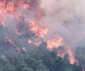 Animal welfare organisation’s plea to rescue trapped animals in France’s fires