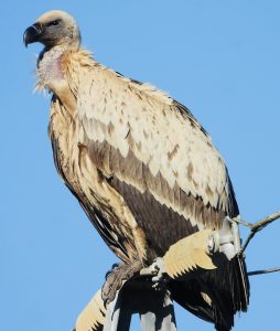 Cape Vulture known as Yellow Black A24A, has travelled across the Region since 2024