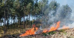 Letaba FPA warns against fires burning during a Prohibition period