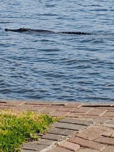Pictures of a croc in the Vaal river not a hoax