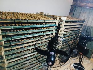 Police uncovered an illegal abalone processing facility in Bathurst