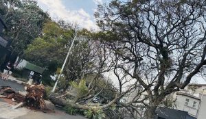 Strong winds left a trail of fallen trees in eThekwini on Saturday 