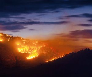 65 killed by wildfires, North of Algeria