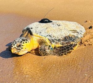 Finley the turtle, came full circle, to return to her original home of Richards Bay
