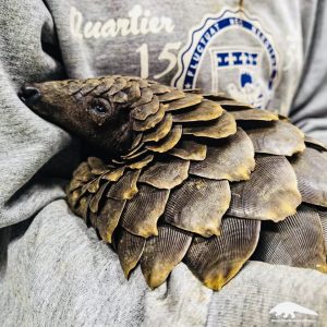 Sango the Pangolin ready for release