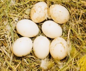 Parrot eggs poachers expected in court on Wednesday 