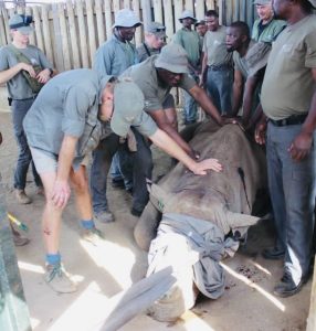 Ezemvelo donates 20 Black Rhino to Botswana’s private reserve