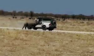 Video of rhino charging against a visitor’s vehicle viral over the weekend 