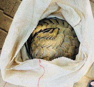 Hope for two Pangolins rescued from poachers