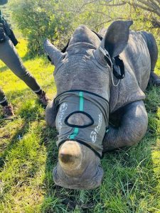 Dehorned rhino cow and calf killed by poachers in the Eastern Cape 