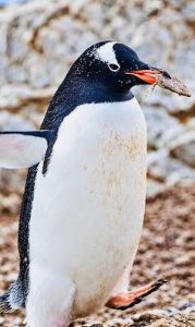 Gentoo Penguin classified correctly after 100 year misunderstanding 