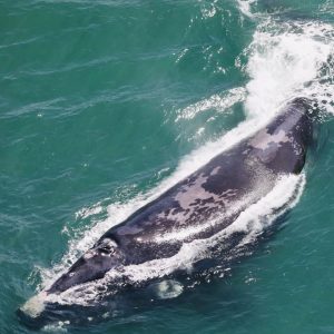 Over 200 cow calf pairs of Southern Right Whales recorded along SA’s coastline 