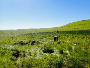 New Grasslands National Park launched in the Eastern Cape