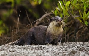 You can be an Otter Spotter